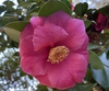 camellia japonica 'Lade Clare'
