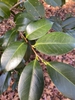 camellia japonica 'Lade Clare'