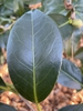 camellia japonica 'Lade Clare'