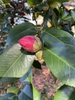 camellia japonica 'Lade Clare'