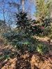 camellia japonica 'Lade Clare'