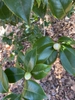 Camellia japonica 'White By The Gate'