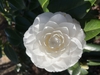 Camellia japonica 'White By The Gate'