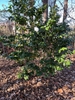 Camellia japonica 'White By The Gate'