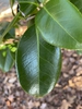 Camellia japonica 'White By The Gate'