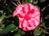 Camellia japonica