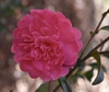 Flower - Warren Co., NC