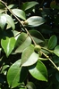 Camellia oleifera