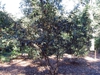 Camellia oleifera