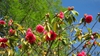 Camellia reticulata 