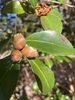 Camellia sasanqua 'Our Linda'