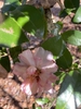 Camellia sasanqua 'Our Linda'