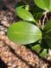Camellia sasanqua 'Our Linda'