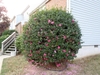 Single shrub pruned to form a ball. Pink flowers.