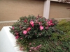 low shrub with pink flowers and dark glossy leaves.