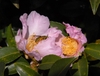 Wasp visiting two pink flowers with many stamens.