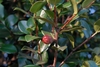 Shoots with glossy, serrate leaves. Small red berry-like capsule