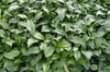 Camellia sinensis