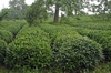 Plantation