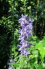 Campanula americana