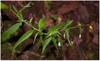 Campanula divaricata