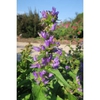 Campanula glomerata