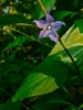 Campanula americana