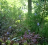Campanula divaricata