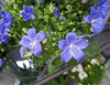 Blue flowers