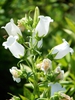 White flowers