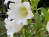 White Flower Closeup - Spring - Cumberland Co., NC