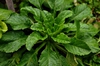 Rosette