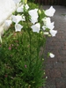 Form