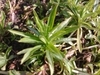 Rosette of leaves