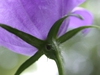 Back of flower and stem