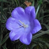 Closeup of flower
