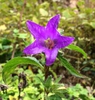 Bloom close up