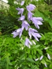 Campanula trachelium flower