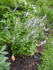Campanula trachelium form