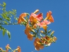 'Morning Calm' Flower
