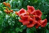 Flowers of 'Chastity'
