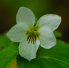 Canada Violet Viola canadensis