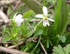 Canada Violet Viola canadensis