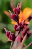 Pods
