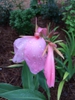 'Panache' flower