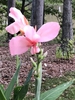 'Panache' flowers and buds, Warren County, NC