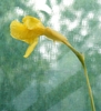 flower and stem