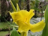 Flower detail