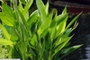 Leaves