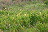 Native habitat